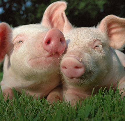 Pig-Breeding.jpg